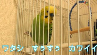 カメラ目線編　おしゃべり　セキセイインコ　ホッピーさん