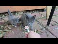 Grown Russian Blue kitten enjoy spoon feed but scared 😱 😨 😳!!