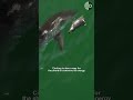 Great White Shark's Circling Behavior: The Science Behind A Sophisticated Hunting Technique