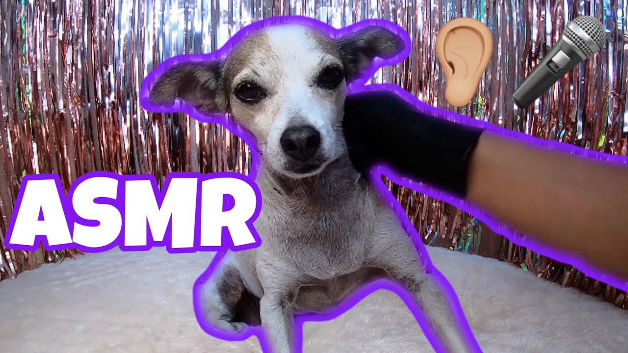 Asmr Dog Massage Youtube