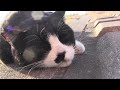 魚くれくれ猫の生息地に行ってみた　2013.12.1