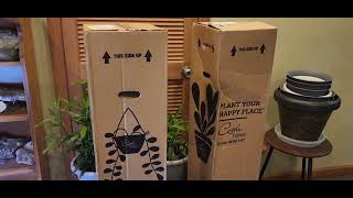 I Bought A Mail Order Cat Palm Plants From Costa Farms 🌿 What Is My Impression + Unboxing