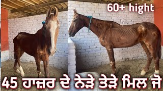 45  ਹਾਜ਼ਰ ਦੇ ਨੇੜੇ ਤੇੜੇ ਮਿਲ ਜੋ ਮਿੱਤਰੋ ਇਹ ਘੋੜੀ