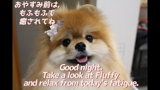 【#shorts】おやすみ前はもふもふで癒されてね。。Good night.　Take a look at Fluffy and relax from today's fatigue.