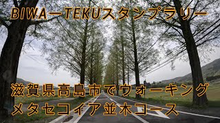 滋賀県高島市　メタセコイア並木コース　ウォーキング、散歩  BIWAーTEKUスタンプラリー　３地点６ｋｍ　ドライブ