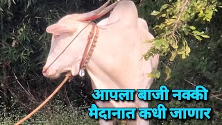 आपला बाजी नक्की मैदानात कधी येणार ? 🤔 Bailgada Sharyat |