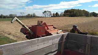 Farmall 560 with Allis Chalmers All Crop 72 Harvesting Soybeans 2024 part 2