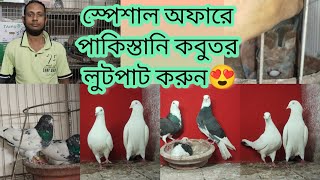 সবচেয়ে সস্তা দামে মন বরে কবুতর কিনুন | অবিশ্বাস অফারে পাকিস্তানি কবুতর | ভালো মানের কবুতর কিনুন