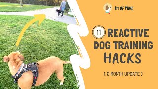 11 Reactive Dog Training Hacks: Walking a Dog Who Barks & Lunges