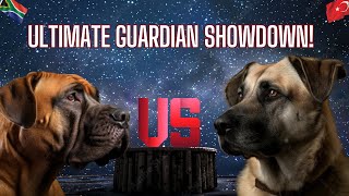 Boerboel vs. Kangal 🐕⚔️ The Ultimate Guardian Showdown 🔥 | Strength, Power \u0026 Bite Force Compared! 💪