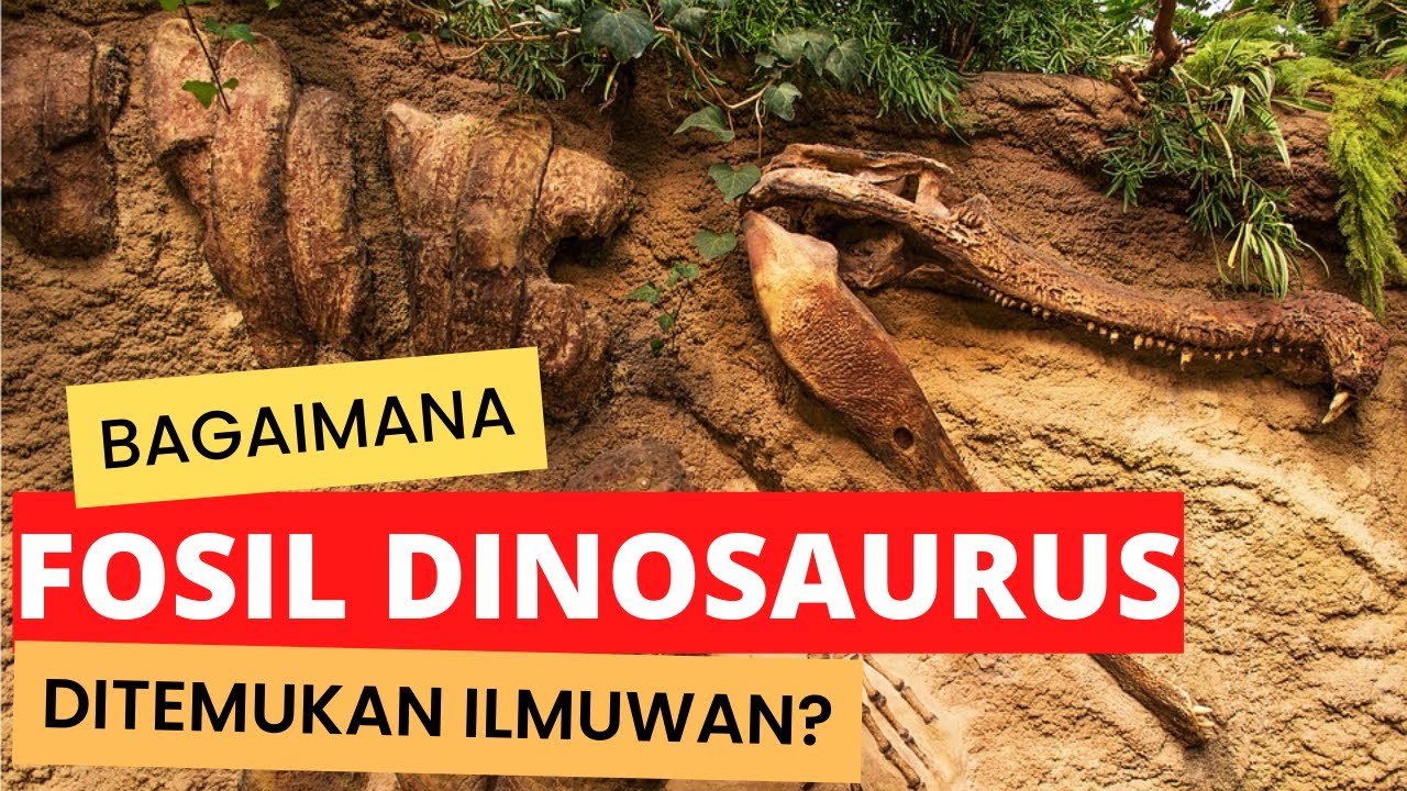 Bagaimana Cara Ilmuwan Menemukan Fosil-fosil Dinosaurus? - YouTube