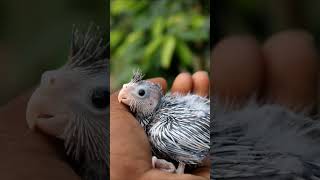 Cockatiel Hand Feeding Chicks | Uzhavan Birds Farm Tirupur | 9629369369 | #shorts