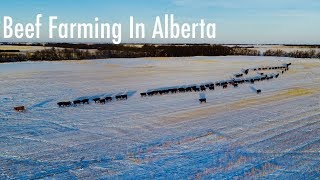 Beef Cattle Farming Alberta Canada