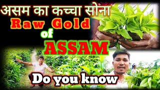असम का कच्चा सोना . Gold of Assam. Assam ka gold.