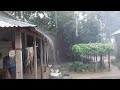 আজ শুধু বৃষ্টির ভিডিও দিলাম the rainy season in bangladesh village rainy season