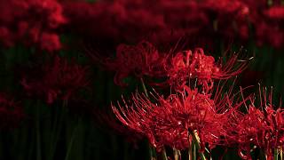 曙に咲く天上の花　celestial flowers　滋賀・桂浜園地 曼珠沙華　〜癒しの風景〜　彼岸花　音のスケッチ66／Ryuju