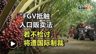 全球油棕机构点名FGV涉及不道德劳役