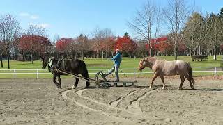 ノースポールステイブル2022　人間ばん馬 vs モモ＆宝ばん馬