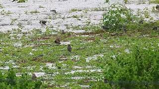 Oriental Pratincole - 100+