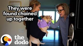 Tiny Dogs Who Were Chained Up Insist On Getting Adopted Together | The Dodo