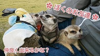 ﾐｰｱ\u0026ﾐｰｱ　一緒に遊ぼう♪仲良く出来るかな？？