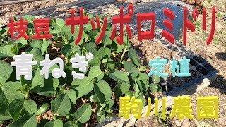 枝豆と青ねぎの定植 邑南町　駒川農園　22.4.19