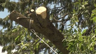 Itasca Co. Declares State of Emergency, Storm Cleanup Continues