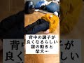 謎の体操にどうしたらいいか分からない柴犬 shorts