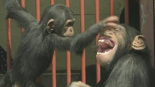 【京都市動物園】チンパンジーの赤ちゃん、ニイニをたたく　Chimpanzee baby slaps his brother