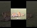 lions eating baby elephant in queen elizabeth national park