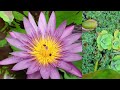 water lily vs. lotus difference between water lily and lotus