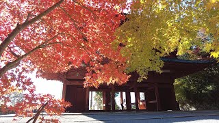 【和歌山】高野山の紅葉 Autumn leaves in Koyasan (Wakayama, Japan) (2024)