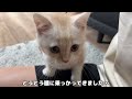 なでなでしろ！とおねだりしてくる子猫がまじでかわいすぎたw