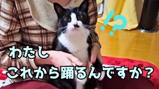 【猫と鳥】踊らされている感がありありな猫と可愛い小鳥のトントンぽん遊び