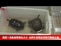 真假？烏龜會算術比大小 台師大發現全球爬行動物之最【央廣新聞】