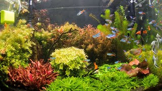 Ultum Nature Systems 90u Aquascape