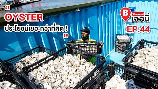 Oyster ประโยชน์เยอะกว่าที่คิด!