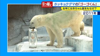 さよならホッキョクグマのゴーゴくん♂　天王寺動物園で子どもが生まれたばかりだけど…横浜へ引っ越し（2021年3月9日）