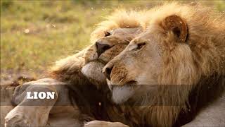 TOP 12 DEADLY WILD CATS | SPECIES OF CATS |RARE wild CATS FOR KIDS LEARNING |wild cats