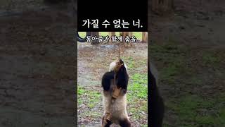 아기판다 망찬찬이 가질 수 없는 것. #판다 #다판다 #panda