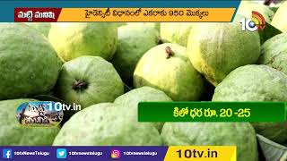 అధిక సాంద్రత పద్దతిలో జామ సాగు | How To Produce High Density Guava | Matti Manishi | 10TV Agri