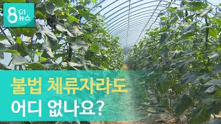 [G1뉴스]불법 체류자라도 어디 없나요?