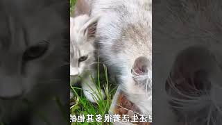 路边发现一对颜值超高的流浪猫，它们长得很漂亮，可为什么会流浪 #007