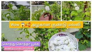 மல்லிகை செடியில் கொத்து கொத்தாக பூக்கள் எடுப்பது எப்படி? | How to grow Jasmine in terrace garden