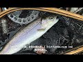 【山女魚の隠れ家。岩魚の隠れ家。】うらたん2024 12 25（16）