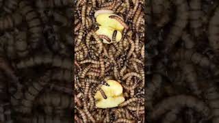 10000 Worms Eating apple.