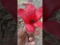 Medicinal Value of Bombax ceiba | Red Silk Cotton Tree