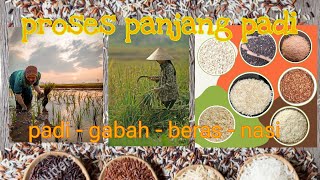 proses panjang padi hingga menjadi nasi