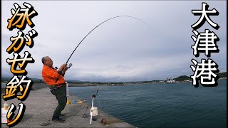 【大津港釣り】アジで泳がせ釣りしたら釣れました。