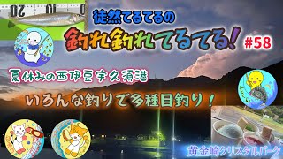 【釣れ釣れてるてる】♯58 夏休みの西伊豆宇久須港🌻いろんな釣りで多種目釣り❗️🎣